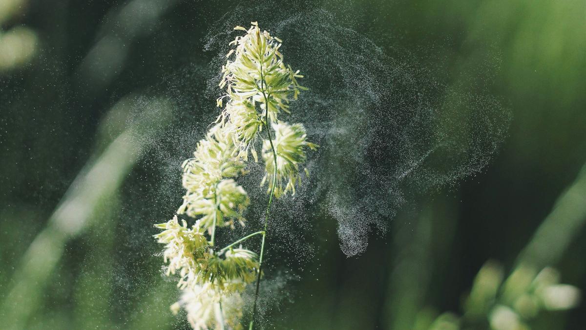 New tool predicts how pollen travels through city air